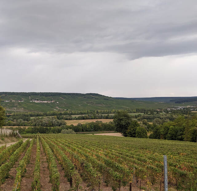 Le Gallais vineyard. Epernay France
