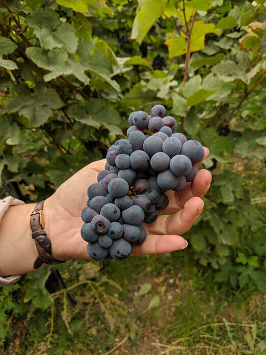 Bunch of Pinot Meunier grapes