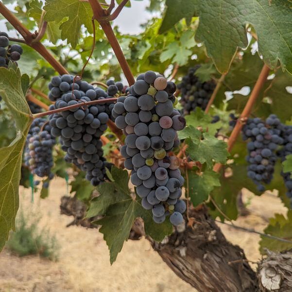 Cabernet Sauvignon Grapes on Vine